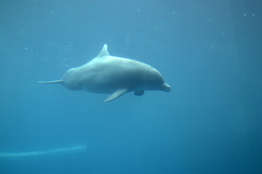 Delfini