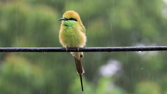 It is raining in gir forest and Vibrant Asian Green Bee-eater Perched on Electric Cable on monsoon time. Chestnut-headed bee-eater bird catches on cable for relax and catching forest insects.