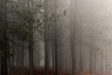 Obraz premium Magic foggy forest