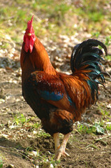 Gallo