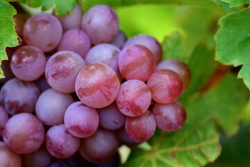Gros plan sur une grappe de raisin rose
