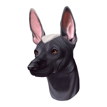 Peruvian Hairless dog portrait isolated. Digital for web, t-shirt print. Perro Sin Pelo de Peru, Inca Dog, Viringo, Peruvian Inca, Calato.