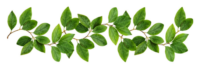 Twigs with green leaves (Cotoneaster lucidus) in a line arrangement isolated on white or transparent background