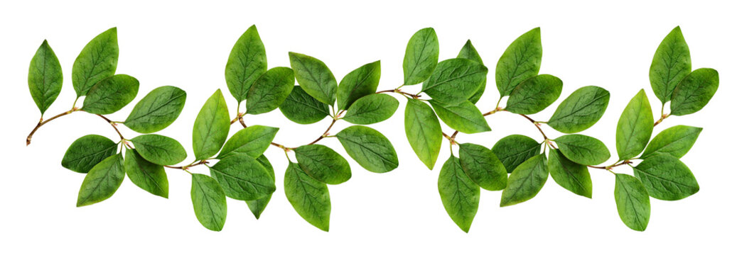 Twigs with green leaves (Cotoneaster lucidus) in a line arrangement isolated on white or transparent background - Powered by Adobe