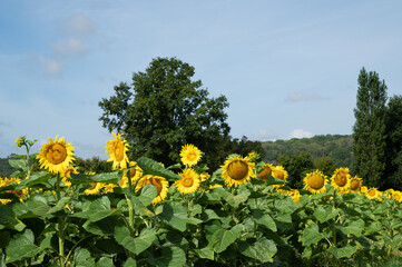Sunflowers