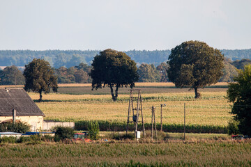 Drzewa na polu, Wieś © Adrian