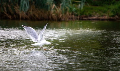 Mewa atakująca ryby w jeziorze © Adrian