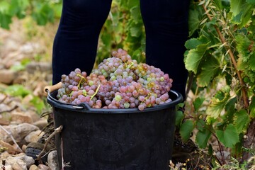 Vendanges