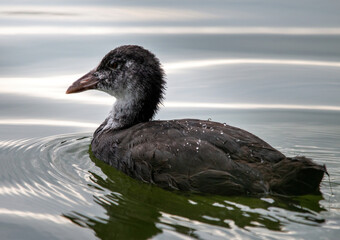 Łyska na tafli wody
