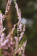 Bushes of heather plant. Heather in the forest.