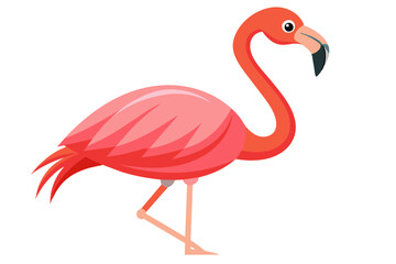  Caribbean flamingo bird vector art illustration