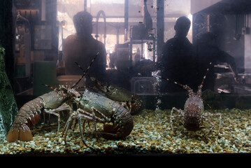 Tank with lobsters at restaurant