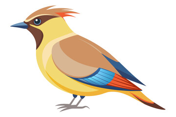 cedar waxwing bird vector art illustration