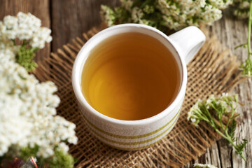 Herbal tea in a white striped ceramic cup with blooming yarrow or Achillea millefolium plant