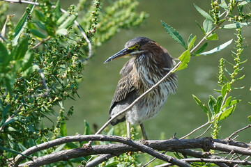 Green heron is a small heron of North and Central America. 