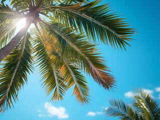 Fototapeta premium Outstanding Palm tree leaves and the sky summertime travel background