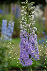 Stunning, tall blue delphnium flowers by the name Lilac Ladies, photographed in late summer at RHS Wisley garden, Surrey, UK