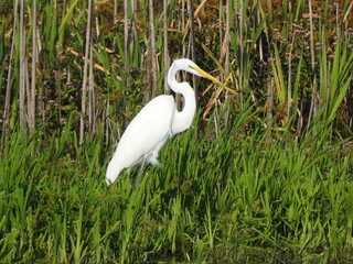 A great egret standing within the wetland vegetation of the Edwin B. Forsythe National Wildlife...