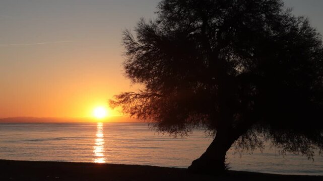 arbol taray playa amanecer  mar oto&ntilde;o verano