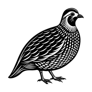 black and white quail bird clip art preview