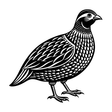 black and white quail bird standing clip art preview