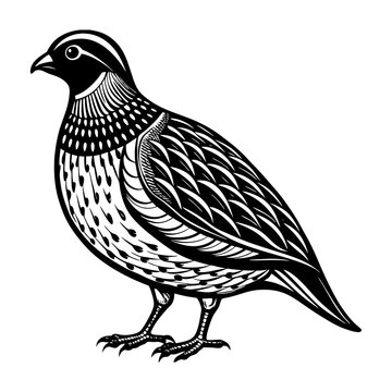 black and white quail bird standing clip art preview
