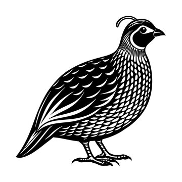 black and white quail bird standing clip art preview