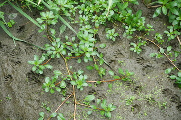 tracks with foliage
