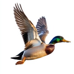Obraz premium A duck is flying in the air with its wings spread out