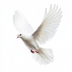 A white dove flies through the air