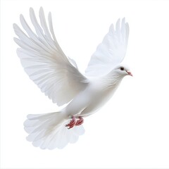 Obraz premium A white bird with red feet is flying in the air