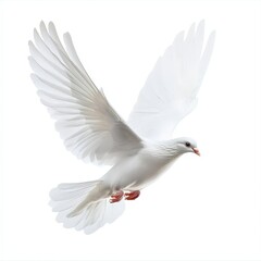 A white bird with its wings spread out is flying in the air