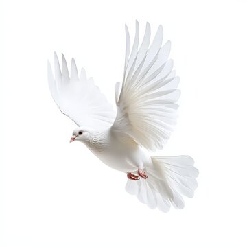 A white bird with its wings spread out is flying in the air
