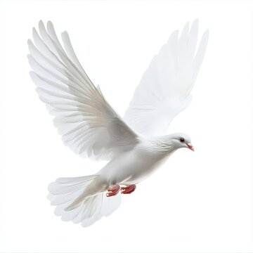 A white bird with its wings spread out is flying in the air