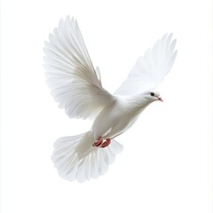 Obraz premium A white dove is flying in the air