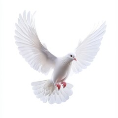 Obraz premium A white dove with red feet is flying in the air