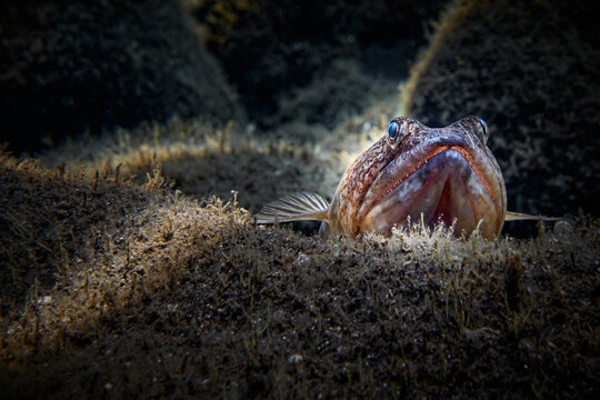 Greater weever (Trachinus draco) on sandy sea floor