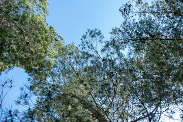 Close-up of green pine branches with yellow cones during spring time while it is still young , showcasing the intricate details of the needles and the vibrant colors against a soft-focus background