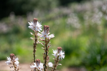 Close-up of flowering plants with white and pink blooms. A bee pollinates one flower, with a...