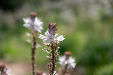 Close-up of flowering plants with white and pink blooms. A bee pollinates one flower, with a blurred background, highlighting the foreground