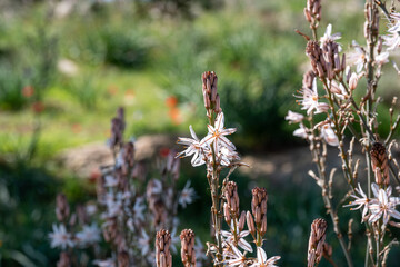Close-up of flowering plants with white and pink blooms. A bee pollinates one flower, with a...