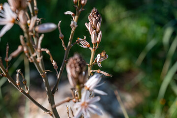 Close-up of flowering plants with white and pink blooms. A bee pollinates one flower, with a...