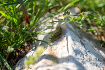 A caterpillar resting on a rock surrounded by grass, blending into its natural environment, showcasing the early stages of its life cycle