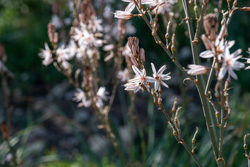 Close-up of flowering plants with white and pink blooms. A bee pollinates one flower, with a...