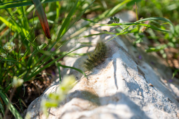 A caterpillar resting on a rock surrounded by grass, blending into its natural environment, showcasing the early stages of its life cycle