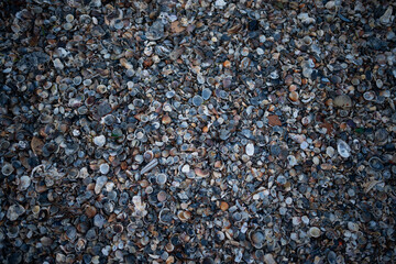 Sea shells