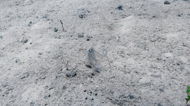 Juvenile octopus trying to swim on the sand marine wildlife Caribbean Sea.
