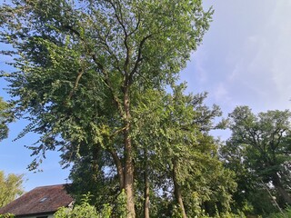 Bäume mit blauem Himmel im Sommer in Berlin Schöneweide (Treptow/Köpenick)
