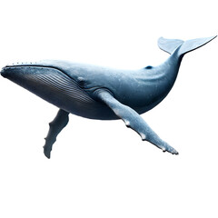 Fototapeta premium dolphin isolated on white background