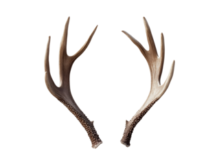 Antlers isolated on transparent or white background